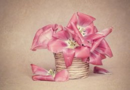 什么样的八字长得漂亮