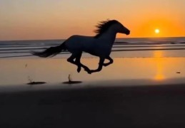 命带驿马星代表什么