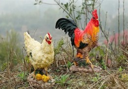 公鸡饰品的风水功能