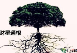 八字财通根好吗