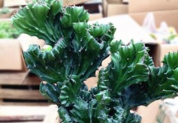 化煞最厉害的植物