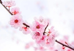 八字桃花神煞就是桃花运吗