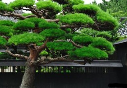 松柏木命适合戴什么