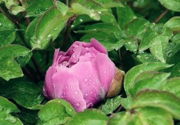 命带伤官格的命运