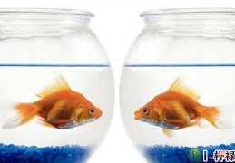 家中养鱼风水注意事项