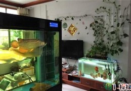 家里养鱼要注意哪些问题