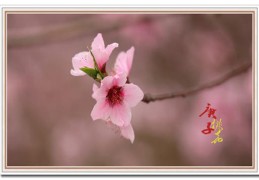 八字犯桃花会怎么样