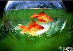家里养鱼有何风水讲究