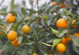 金桔在家中种植的风水禁忌有哪些（金桔在家中种植的风水禁忌有哪些呢）