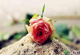 婚姻不如意的八字特点