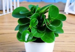 八字看你适合养什么植物（八字看你适合养什么植物呢）