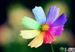 八字比肩遇十神大运特点