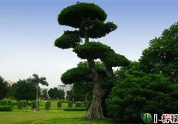 命中缺木怎么补