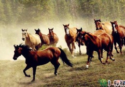 八字带驿马，​驿马的双重性