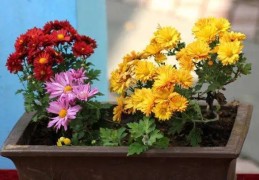 家里养花需要注意的风水讲究与禁忌（家里养花需要注意的风水讲究与禁忌有哪些）