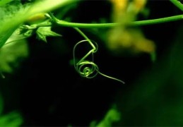 盲派乙木日元行运口诀