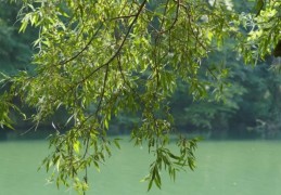 癸未杨柳木是什么意思？癸未杨柳木的命好吗