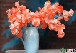 室内桃花位如何布局