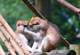 2024年最强的生肖鸡是什么（2024年属鸡的运势和财运）