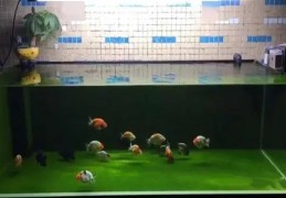 ​开门见鱼缸风水到底如何