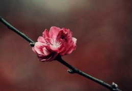 命理暗桃花是烂桃花吗