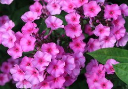 什么风水招烂桃花（什么风水招烂桃花的人）