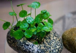 八字格局五行的象法技巧