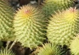 如何化解带刺植物的不良风水影响