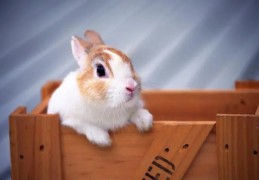 1975年出生的人是什么命