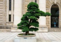 别墅庭院种什么树风水好