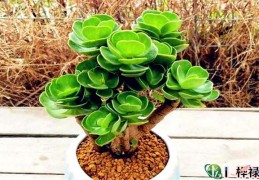 招财旺宅的客厅宜养植物