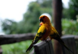 石榴木命是什么意思