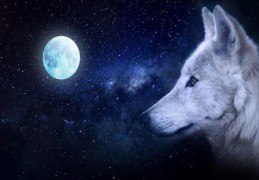 什么样的八字是白眼狼