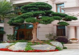 ​适合在庭院栽种的树木