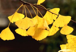 ​风水化煞植物有哪些