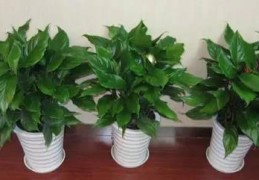 客厅摆放招财风水物的禁忌