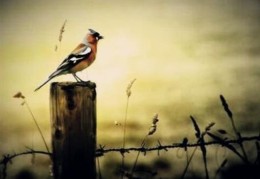 八字从印格局的含义