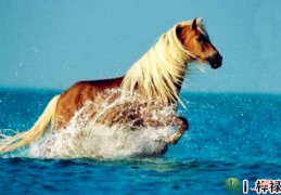 命里有马星是什么意思