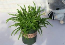 厕所放什么植物风水好