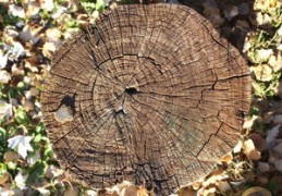 八字五行水旺缺木的人怎么办（八字五行水旺缺木的人怎么办呢）