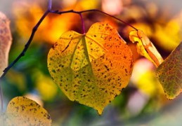 财克印的流年代表什么