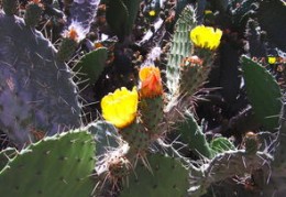 亥卯未三合木局详解（亥卯未三合木局详解破）