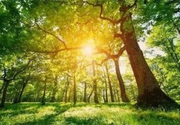 ​天干甲木是什么意思