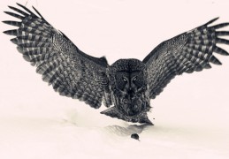 ​枭神夺食的八字有何特征