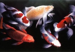 住宅客厅宜养风水鱼种类