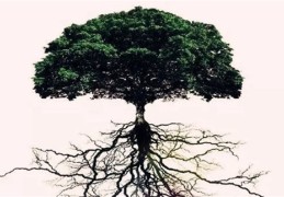 八字中出现通根代表什么意思