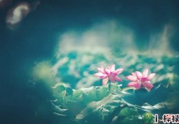 八字月令司令真神得用