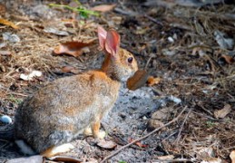 2024年属兔的人运势解读