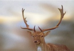 2024年属鸡的人运势解读（2024年属鸡运势详解）