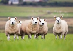 1979年出生的人命好吗